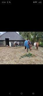 Kleinschalige pensionplek aangeboden paddock paradise en bak, Dieren en Toebehoren, Stalling en Weidegang