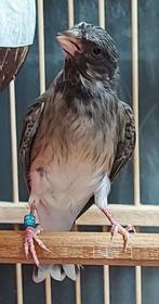 Gezocht Zwartkeel geelstuit edelzanger ( blackthroat somerin, Mannelijk, Tropenvogel