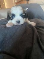 Maltezer chicu, België, Maltezer, Particulier, Reu