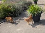 te koop lieve boerderijkittens, Dieren en Toebehoren, Katten en Kittens | Raskatten | Korthaar, Meerdere dieren