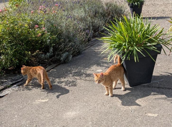 te koop lieve boerderijkittens, Dieren en Toebehoren, Katten en Kittens | Raskatten | Korthaar, Meerdere dieren