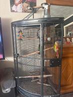 Pyrrhura paar, Dieren en Toebehoren, Vrouwelijk, Parkiet