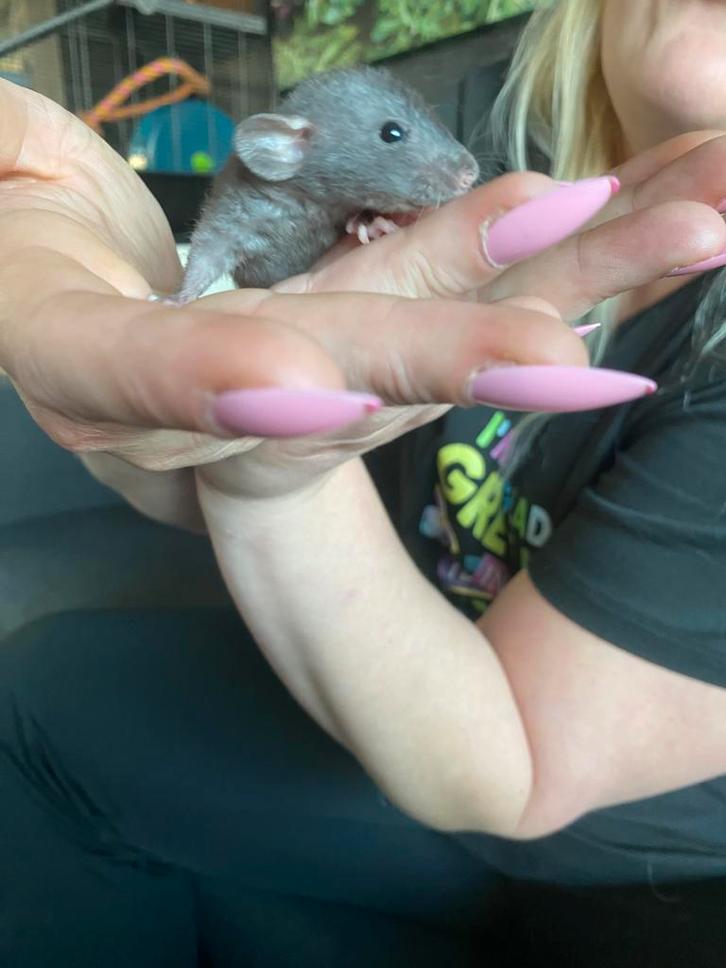 Dwergratjes/ rittens mannetjes, Dieren en Toebehoren, Knaagdieren, Meerdere dieren, Rat, September, Tam