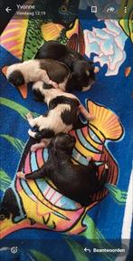 Mooie boomer pups (Malthezer/boomer), Rabiës (hondsdolheid), Overige rassen, 8 tot 15 weken, Meerdere