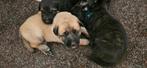 X herder pups mogen weg per 17-07-2025., Dieren en Toebehoren, Honden | Herdershonden en Veedrijvers, CDV (hondenziekte), 8 tot 15 weken