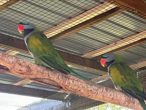 Te koop 2 kweekkoppels Derbyan parkieten., Dieren en Toebehoren, Vogels | Parkieten en Papegaaien, Parkiet, Meerdere dieren