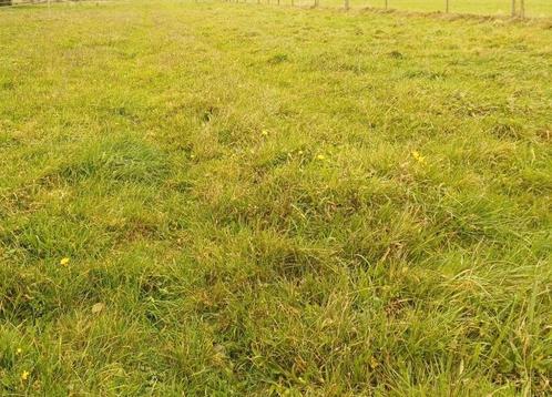 Weidegang in Eemnes, Dieren en Toebehoren, Stalling en Weidegang, Opfok, Weidegang