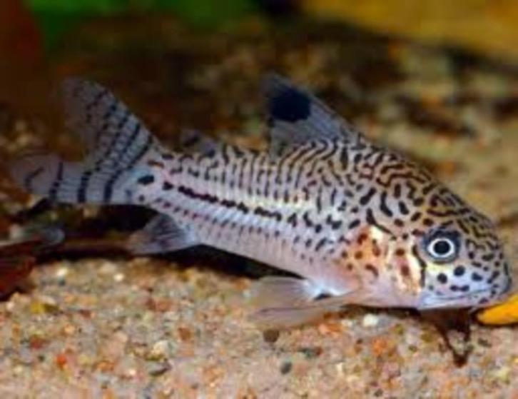 Corydora julii - Koidream Valburg, Dieren en Toebehoren, Vissen | Aquariumvissen, Zoetwatervis, Vis
