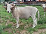 Wiltshire Horn dekram, Mannelijk, Schaap