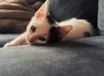 De laatste kitten ( katertje ) uit het nest !, Dieren en Toebehoren, Katten en Kittens | Overige Katten, Meerdere dieren, Kortharig