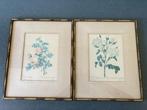 2 litho's met rozenafbeelding P.J. Redouté, Antiek en Kunst, Ophalen of Verzenden