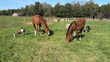 Weidegang met schuilstal voor hengsten en ruinen beschikbaar voor biedingen
