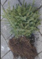 plantgoed kerstbomen, omorika,nordmann, Tuin en Terras, Minder dan 100 cm, Zomer, Overige soorten, Ophalen