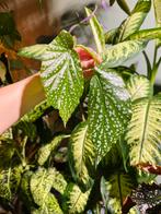 Stek Begonia dichroa hybrid, Huis en Inrichting, Kamerplanten, Ophalen of Verzenden, Halfschaduw, Minder dan 100 cm