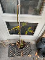 Zeldzame Chinese Kastanje “wilsonii” - Aesculus chinensi, Volle zon, Vaste plant, Zomer, Ophalen