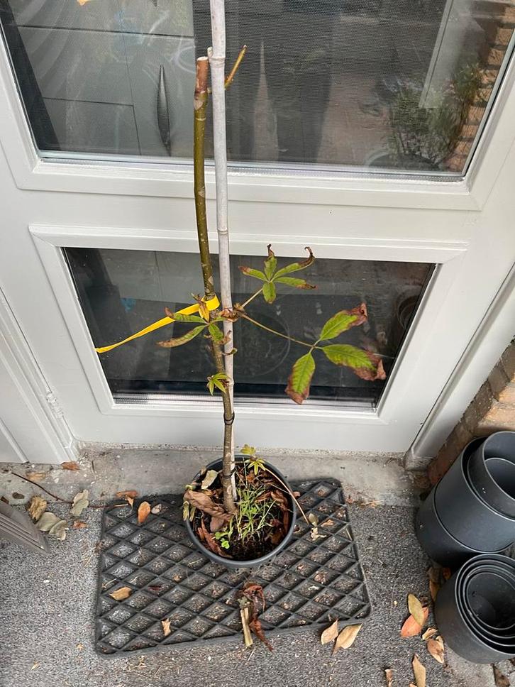 Zeldzame Chinese Kastanje “wilsonii” - Aesculus chinensi, Tuin en Terras, Planten | Tuinplanten, Vaste plant, Overige soorten