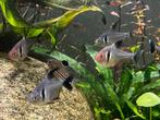 10 aquarium vissen (tetra), Dieren en Toebehoren, Vissen | Aquariumvissen