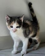 Lieve kittens, poesje en katers, grijs rood wit, 9 weken, Dieren en Toebehoren, Katten en Kittens | Overige Katten, Meerdere dieren