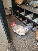 Haan, Dieren en Toebehoren, Pluimvee, Mannelijk, Kip