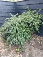 Struik, Tuin en Terras, Overige soorten, Lente, Minder dan 100 cm, Ophalen