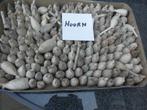 100 Pijpenkoppen uit Hoorn, Ophalen of Verzenden