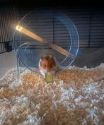 Vrouwlijke Goudhamster overnemen, Dieren en Toebehoren, Knaagdieren, Vrouwelijk, Hamster, Voor 1 juli 2024, Tam