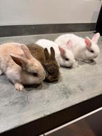 Jonge konijntjes (Dwerg), Dieren en Toebehoren, Konijnen, Meerdere dieren, Dwerg