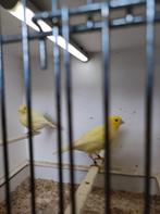 Koppel kanaries, Dieren en Toebehoren, Vogels | Kanaries, Meerdere dieren, Kleurkanarie
