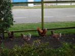 Te koop, trio wyandotte krielkippen goudblauw gezoomd, Dieren en Toebehoren, Pluimvee, Meerdere dieren, Kip