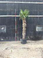 Palmboom hoogte 400cm, Tuin en Terras, Planten | Bomen, 400 cm of meer, Ophalen, Palmboom
