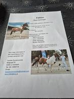 Fabian weer beschikbaar  terdekking 2025