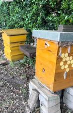 Gezocht bijen volk voor Einraumbeute of Warre kast, Dieren en Toebehoren, Overige Dieren