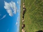 Te koop weide schapen, Dieren en Toebehoren, Schapen, Geiten en Varkens, Meerdere dieren, Schaap
