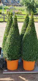 buxus, Tuin en Terras, Ophalen, Bloeit niet, Overige soorten, Volle zon