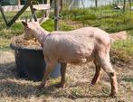 Toggenburger stamboek geiten te koop, Dieren en Toebehoren, Schapen, Geiten en Varkens, Meerdere dieren, Geit