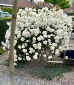 3 Prachtige Grote Groenblijvende Sneeuwbal Planten, Tuin en Terras, Planten | Tuinplanten, Vaste plant, Ophalen of Verzenden, Lente