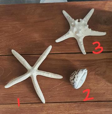 Diverse zee schelpen voor o.a. decoratie. Aquarium etc..  beschikbaar voor biedingen