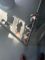 Jack russel pups, Dieren en Toebehoren, Honden | Jack Russells en Terriërs, Jack Russell Terriër, 8 tot 15 weken, Meerdere, Meerdere dieren