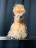 Hennen Usa zijdehoen 🐥8,5wk geent 💯% hen garantie✅, Dieren en Toebehoren, Vrouwelijk, Kip