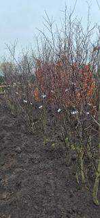 Prunus cerasifera ‘Nigra`, Bloeit niet, Overige soorten, 100 tot 250 cm, Ophalen