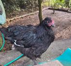 Orpington groot Haan, Dieren en Toebehoren, Pluimvee, Mannelijk, Kip