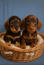 Super mooie gezonde ruwharig dwergteckel pups. Ook choco!, Dieren en Toebehoren, 8 tot 15 weken, Dwerg, CDV (hondenziekte), Meerdere