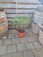 Trachycarpus fortunei - Chinese Waaierpalm (95cm), Ophalen