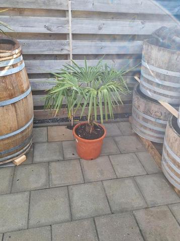 Trachycarpus fortunei - Chinese Waaierpalm (95cm) beschikbaar voor biedingen