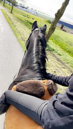 Bijrijd paard/pony gezocht omgeving ALMERE!, Ophalen of Verzenden, Zo goed als nieuw