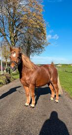 Hele brave men en kinderpony voor 5* huisje, Dieren en Toebehoren, L, B pony (1.17m tot 1.27m), 11 jaar of ouder, Recreatiepony