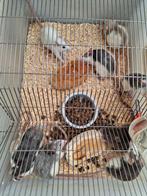 Ratten mooie kleuren. Mannen en vrouwen zie beschrijving, Dieren en Toebehoren, Knaagdieren, Rat, Mei, Meerdere dieren, Tam