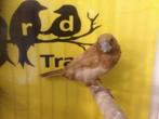 Japanse Meeuwtjes, Meerdere dieren, Tropenvogel