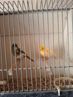 Koppel kanarie's, Dieren en Toebehoren, Meerdere dieren, Kleurkanarie