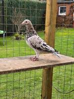 Almond doffer postduiven duiven, Mannelijk, Postduif